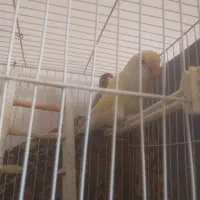 کوتوله|پرنده|مشهد, بهارستان|دیوار