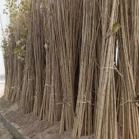 نهالستان گردو بادام و صنوبر|خدمات باغبانی و درختکاری|جلفا, |دیوار