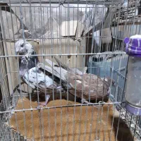 کبوتر|پرنده|اصفهان, طامه|دیوار