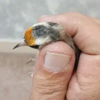 سره ماده بهاره جوجه قفس