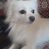 پامرروباهی ماده