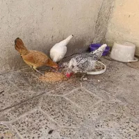 مرغو خروس سیبرایت