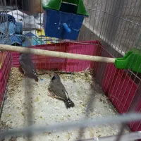 جفت فنچ کینگ|پرنده|کازرون, |دیوار