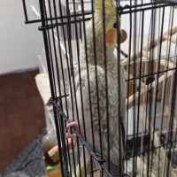 عروس هلندی ماده|پرنده|رودسر, |دیوار