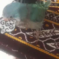 طوطی راهب سرلاکی دمه دونخور|پرنده|بابلسر, |دیوار