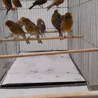 قناری سرخ سوخته