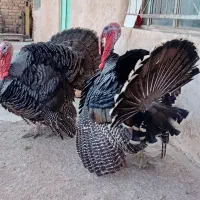 بوقلمون ارگانیک محلی|حیوانات مزرعه|تاکستان, |دیوار