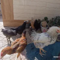 جوجه مرغ و خروس ۷ ماهه و لاری ۷ ماهه