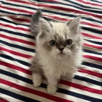 هیمالین شیرین و بانمک