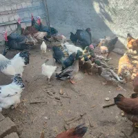 بوقلمون نر ،مرغ ،خروس ،اردک ،غاز|حیوانات مزرعه|اردبیل, |دیوار