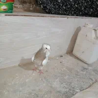 طوقی سده دم سفید پشتی|پرنده|جغتای, |دیوار