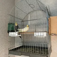 جفت عروس هلندی مولد