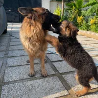 فروش تولههای ژرمن شپرد اصیل|سگ|تهران, شهرک آزمایش|دیوار