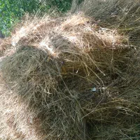 علف یونجه باغ