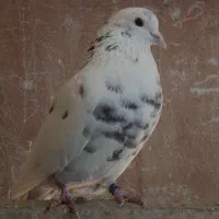 کفتر کفتر بازی|پرنده|وحیدیه, |دیوار