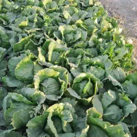 کاهو سالادی|گل و گیاه طبیعی|جوادآباد, |دیوار