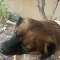 سگ پ