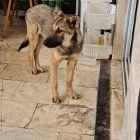 واگداری فوری سگ بومی