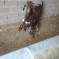 بز دوقلو نر