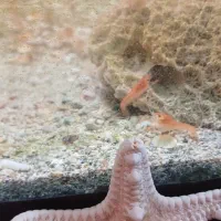 لابستر آکواریوم تزئینی قرمز وسفید