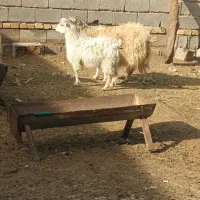 بزکهره داروابستن