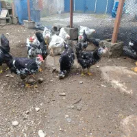 مرغ و خروس