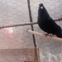 زاغ|پرنده|ایذه, |دیوار