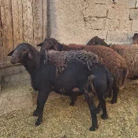 قوچ قزل افشار