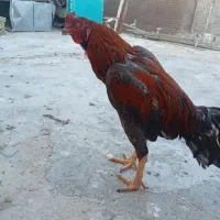 خروس لاری
