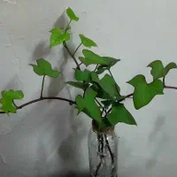 پیچک با گلدان|گل و گیاه طبیعی|اهواز, شریعتی جنوبی|دیوار