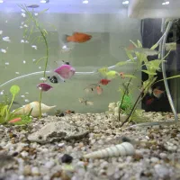 ماهی اکواریوم