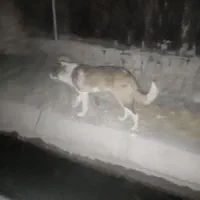 یک عددگمال|سگ|خرمآباد, |دیوار