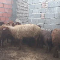 گوسفند آبستن