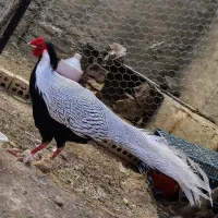 مرغ و خروس خارجی