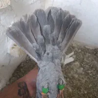 کفتر  هوایی|پرنده|مرودشت, شهرک مهدیه|دیوار