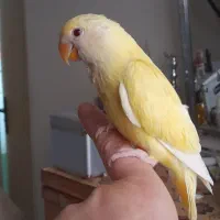 طوطی برزیلی چشم قرمز|پرنده|تهران, باشگاه نفت|دیوار