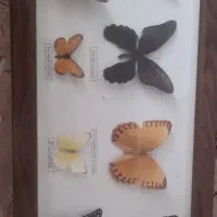 تابلو پروانه طبیعی