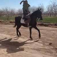 دوستان فقط جهت کشش اسب کرد فروشی نیستن