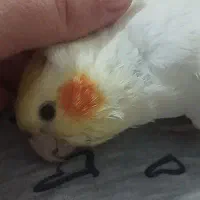 عروس هلندی گم شده