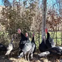 بوقلمون محلی باکیفیت و ارگانیک|حیوانات مزرعه|بجنورد, |دیوار