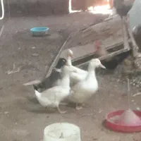 اردک نروماده|حیوانات مزرعه|دشتابی, |دیوار