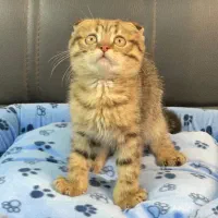 گربه اسکاتیش بریتیش پرشین|گربه|سقز, |دیوار