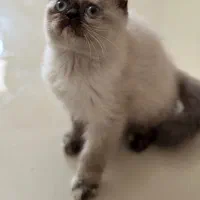 یک عدد گربه ماده