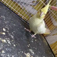 عروس هلندی ماده بالغ