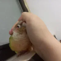 طوطی گرینچیک سخنگو بیش از ۱۰کلمه. رام چلوندنی دستی|پرنده|اردبیل, |دیوار