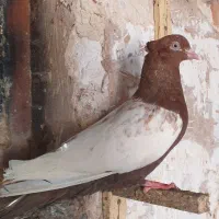 سینه ای