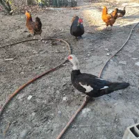 اردک اسراییلی