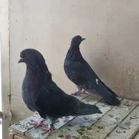 نر و ماده پرشی|پرنده|قم, آزادگان|دیوار