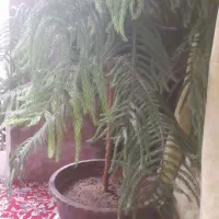 گل کاج مطبق|گل و گیاه طبیعی|کرمان, |دیوار