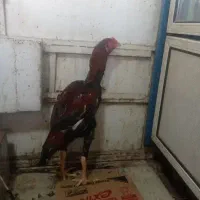 مرغ و خروس و جوجه لاری